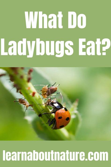 What Do Ladybugs Eat? Ladybug Food, Lady Beetle, Grow Plants, Garden Animals, About Nature, Beetles, Cool Plants, Lady Bug, Growing Plants