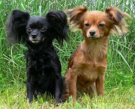 Right breed for you? Russian Toy information including personality, history, grooming, pictures, videos, how to find a Russian Toy and AKC standard. Russian Toy Dog, Russian Dog Breeds, Russian Dogs, Russian Toy Terrier, Miniature Dog Breeds, Black Russian Terrier, Toy Dog Breeds, Rare Dog Breeds, Every Dog Breed