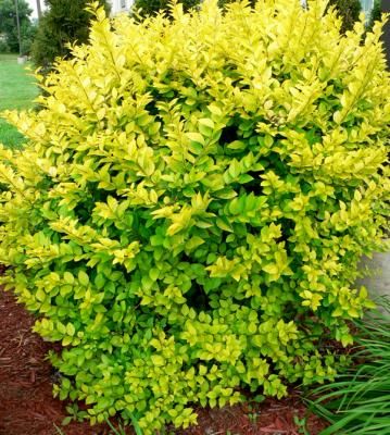 Form of Golden Vicary Privet Golden Vicary Privet, Golden Privet, Zone 4 Perennials, Perennial Borders, Sunshine Ligustrum, Cypress Mulch, Fast Growing Evergreens, Borders Free, Full Sun Perennials