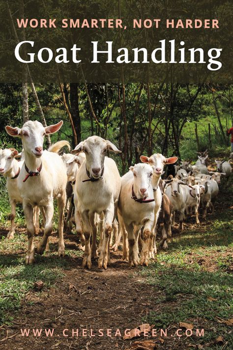 Goat Farming Ideas, Goats Milk Soap Recipe, Goat Feeders, Goat Fencing, Goat Fence, Milk Goats, Farming Ideas, Wholesome Life, Raising Goats