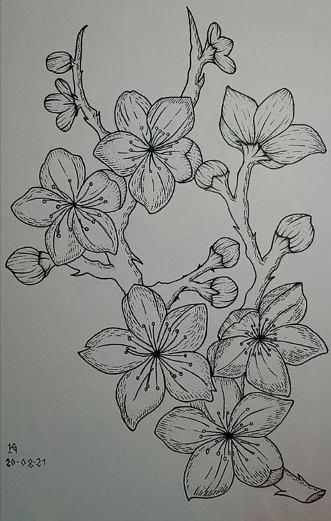 Japanese Flowers Drawing Cherry Blossoms, Cherry Blossom Tree Tattoos, Japanese Cherry Blossom Tree Drawing, Cherry Blossom Tree Sketch, Cherry Tree Drawing, Cherry Blossom Line Art, Cherry Blossom Tree Drawing, Blossom Tree Drawing, Cherry Blossom Outline