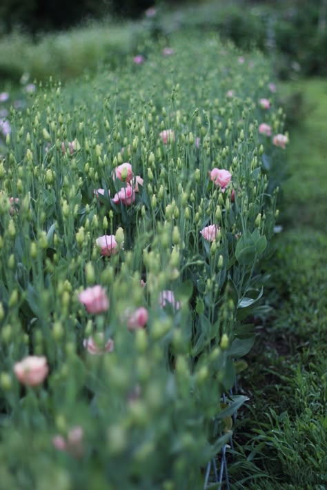 Lisianthus Plant, Backyard Flower Farm, Flower Farm Aesthetic, Flower Farm Layout, Lisianthus Flower, Rose Like Flowers, Garden Design Diy, Diy Garden Design, Flower Garden Layouts