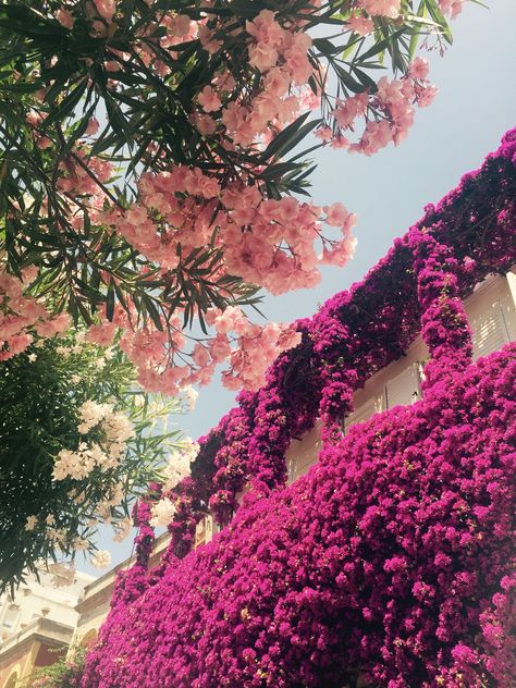 Flowers in Capri Grand Canyon, Capri, Natural Landmarks, Italy, Water, Flowers, Travel, Nature