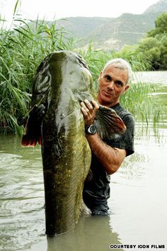 Wels Catfish, Jeremy Wade, River Monsters, Catfish Fishing, Monster Fishing, Fishing Pictures, Reef Tank, Fishing Life, Fish Camp