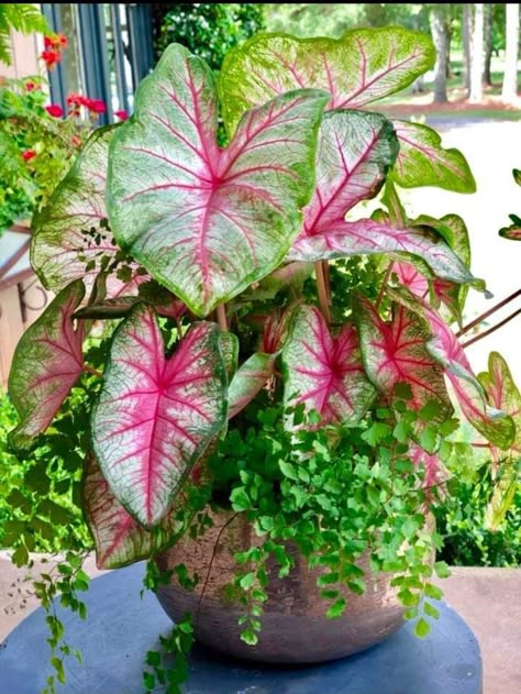 pink caladiums mixed with maiden hairs Shade Plants Container, Plants For Planters, Summer Planter, Porch Plants, Container Garden Design, Potted Plants Outdoor, Full Sun Plants, Container Gardening Flowers, Flower Pots Outdoor