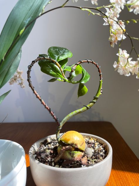 Avocado Pit Plant, Avocado Plant Aesthetic, Avocado Bonsai Tree, Avocado Bonsai, Plant Avocado, Heart Shaped Leaves Plants, Grafting Plants, Avocado Plant, Succulent Bonsai