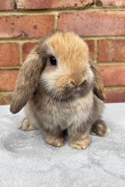 Mini Lop Rabbit Colors, Miniature Lop Bunny, French Lops Rabbits, Mini Holland Lop Bunnies, French Lop Bunny, Mini Lop Bunny, French Lop Rabbit, French Lop, Mini Lop Bunnies