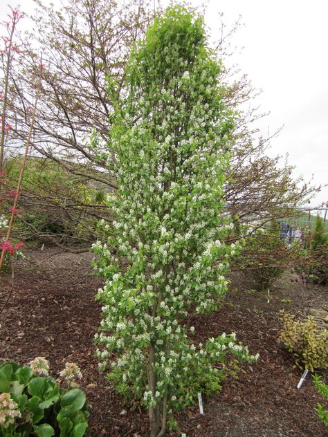 Sweet Pea Obelisk, Multi Stem Amelanchier, Amelanchier Lamarckii Multi Stem, Amelanchier Lamarckii, Amelanchier Alnifolia Obelisk, Amelanchier Alnifolia, Small Trees For Garden, Small Trees, Front Garden