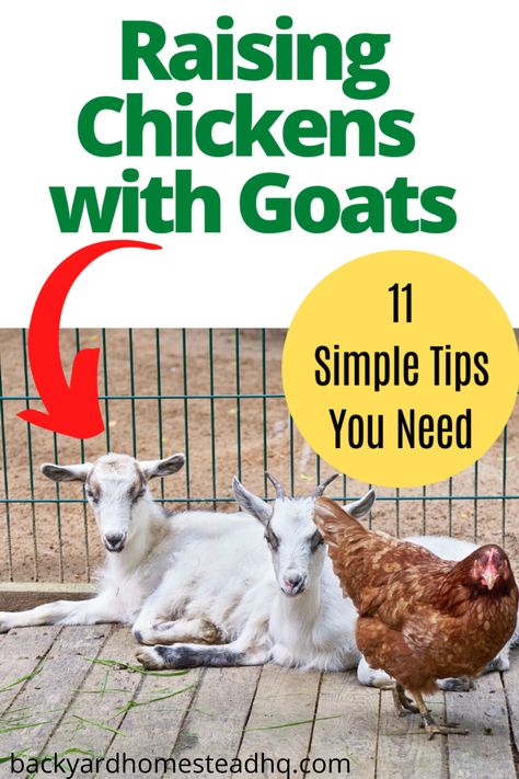 Chickens and goats can live together with proper preparation and plans to integrate them safely. Issues to address include housing, pasture sharing vs rotating, feed, dung, and general safety of all animals. Here are 11+ tips to make keeping chickens and goats together doable. #goats #chickens #homesteading Chicken And Goat Pen Ideas, Backyard Goat Pen, Owning Goats For Beginners, Goat And Chicken Pen, Chickens And Goats Together, Chicken Coop And Goat Pen, Chicken Coop And Goat House Combo, Chicken And Goat House, Raising Goats For Beginners