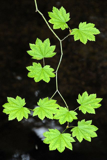 leaves | by Vesuvianite Hey Soul Sister, Art Leaves, Green Vibes, Beautiful Leaves, Eco Print, Green Planet, Soul Sister, Green Nature, Leaf Art