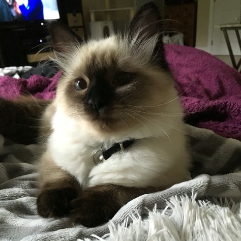 Seal Point Ragdoll #kasey Color Point Ragdoll, Seal Point Ragdoll Cat, Seal Point Cat, Seal Point Ragdoll, Feline Beauty, Best Facial Hair Removal, Cat Species, Life Vision, Life Vision Board