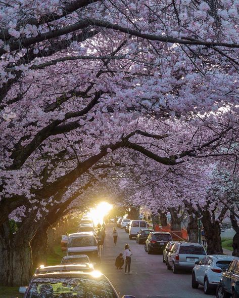 Vancouver Spring, In Full Bloom, Vancouver Canada, Sunshine Coast, Cherry Blossoms, Cherry Blossom, Vancouver, Cherry, On Instagram