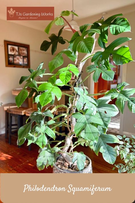 Philodendron Squamiferum Philodendron Selloum Care, Philodendron Xanadu Care, Philodendron Squamiferum, Philodendron Narrow Escape, Philodendron Selloum, Philodendron Ilsemanii Variegata, Indoor Plant, Indoor Plants, Plants