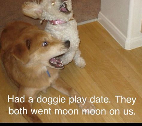 Damn it moon moon! Moon Moon Memes, Dog Pictures Funny, Stupidly Funny, Kawaii Potato, Animal Funnies, Puppy Time, What A Beautiful World, Wild Kingdom, Moon Moon