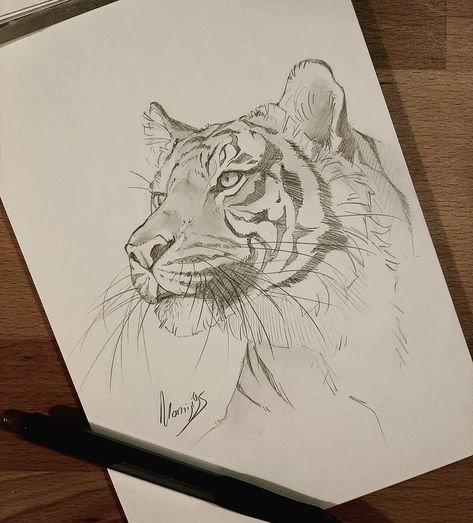 Simple Rag Doll, Pencil Art Love, Magic Screen, Tiger Sketch, Tiger Drawing, Pencil Drawings Of Animals, Animal Drawings Sketches, Big Cats Art, Tiger Art