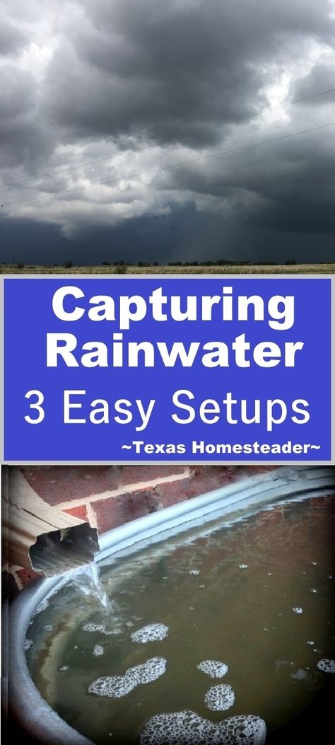 We use rainwater for 100% of our  household water irrigation needs. Come see the 3 simple setups we use here on the Homestead. #TexasHomesteader Texas Homestead, Rain Catchment System, Homesteading Inspiration, Rainwater Collection, Water Catchment, Texas Garden, Water Irrigation, Homestead Ideas, Water Trough