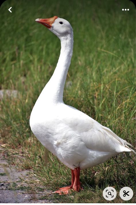 Duck Side Profile, Reference Photos Animals, Goose Reference, Geese Pictures, Goose Photography, Goose Pictures, Duck Reference, Ducks Photography, Goose Photo