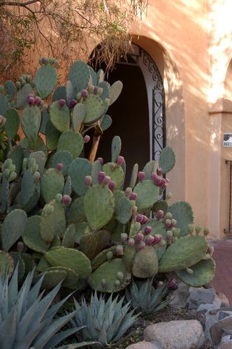 Desert Style, Pear Cactus, Style Pictures, Desert Flowers, Prickly Pear Cactus, Desert Garden, Agaves, Desert Plants, Cactus Y Suculentas