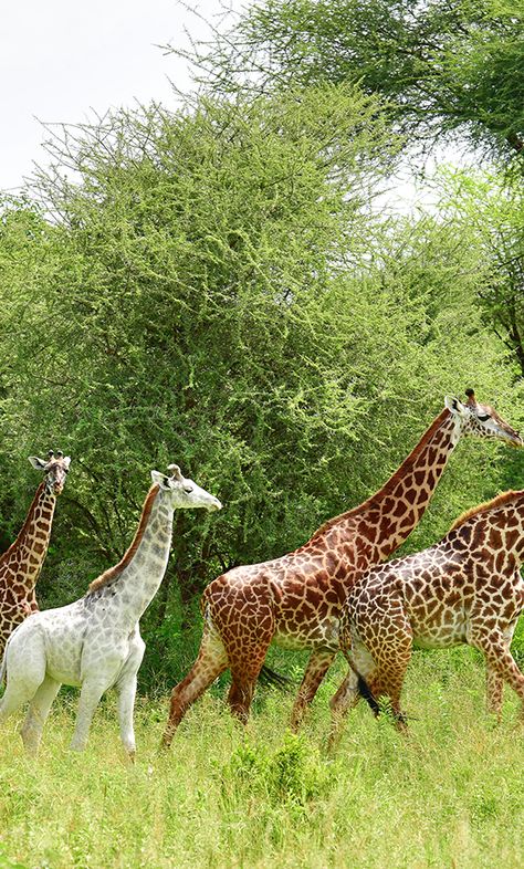 Animals In Africa, Albino Giraffe, Africa Wildlife Photography, Giraffe Manor, White Giraffe, Giraffe Photography Wildlife, Photos Of Nature, Giraffe Photos, International Photography Awards