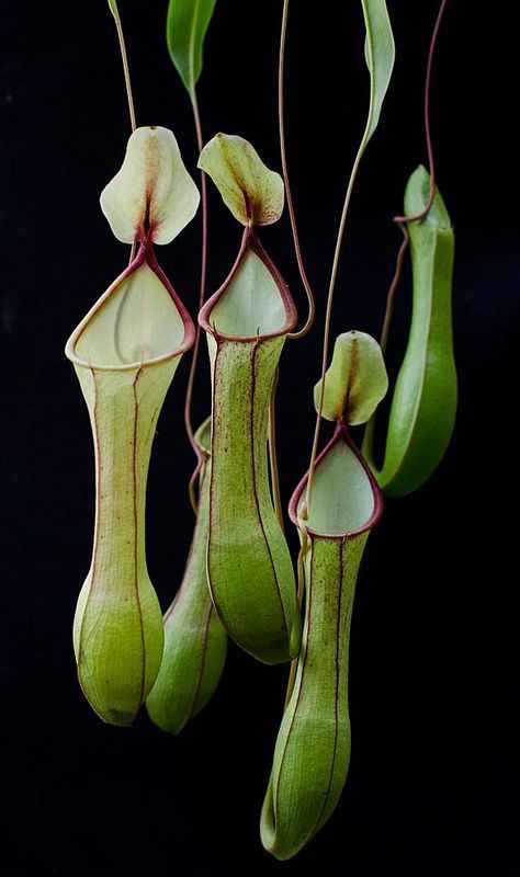 Nepenthes Alata, Richard Ellis, Pitcher Plants, Bog Plants, Plant Fungus, Pitcher Plant, Unusual Plants, Unusual Flowers, Vivarium