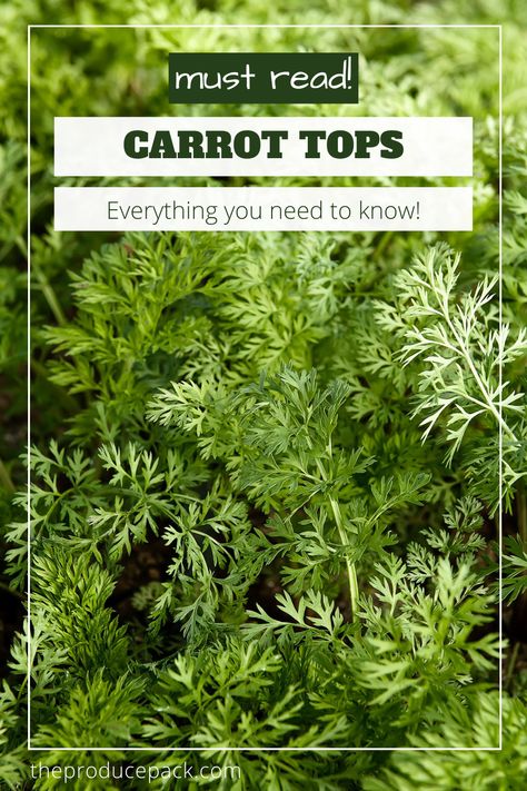 Uses For Carrot Greens, How To Use Carrot Tops, What To Do With Carrot Tops, Carrot Leaves Recipes, Carrot Tops Recipes, Carrot Greens Recipe, Carrot Greens What To Do With, Carrot Top Recipes, Apartment Homesteading