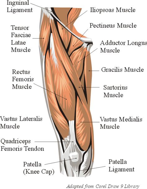 Anterior Leg Muscle Anatomy | Top 8 Exercises to build the body of a Greek God | SingaSports.com Cycling Muscles, Leg Muscles Anatomy, Functional Anatomy, Legs Muscles, Quadriceps Femoris, Exercise Therapy, Leg Anatomy, Human Muscle Anatomy, Fascia Lata