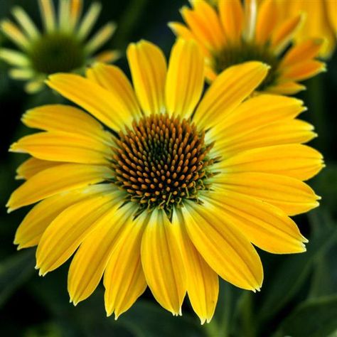 Echinacea Sombrero, Yellow Coneflower, Yellow Blossom, Summer Patio, Hummingbird Garden, Echinacea Purpurea, Drought Resistant, Plant Information, Attract Pollinators