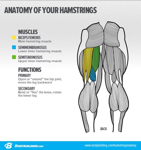 Leg Anatomy, Hamstring Muscles, Human Body Anatomy, Muscular System, Muscle Anatomy, Human Anatomy And Physiology, Anatomy For Artists, Body Anatomy, Anatomy Drawing