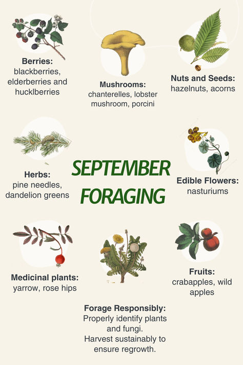 Infographic of September foraging ideas with a link to a blog post with more info. Pacific Northwest Mushrooms, Fall Foraging Midwest, Foraging Aesthetic, Herb Facts, Nature Mystic, Foraging Tips, Foraging For Beginners, Homeopathic Recipes, Foraging Mushrooms