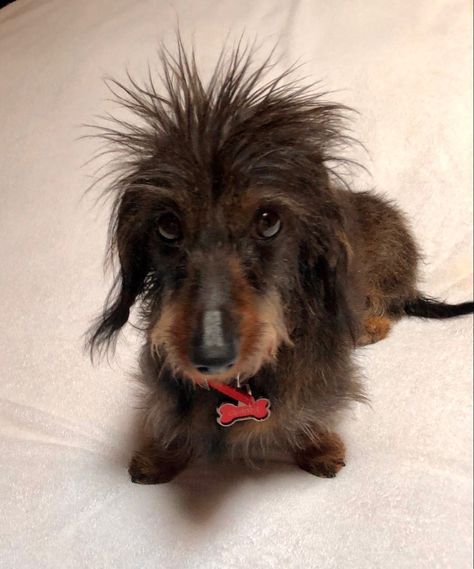 Wired Haired Dachshund, Wirehaired Dachshund Puppy, Doxie Puppies, Dachshund Breed, Every Dog Breed, Baby Dachshund, Wire Haired Dachshund, Funny Dachshund, Dachshund Puppies