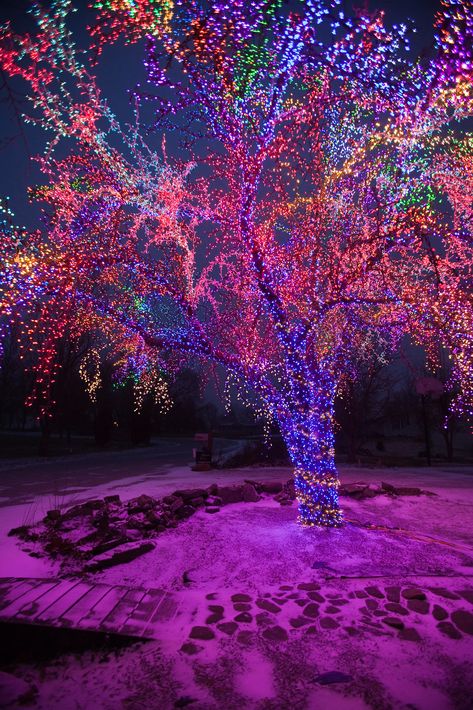 The "Magic Tree" on Christmas Morning | The "Magic Tree" on … | Flickr Tree Lighting Ideas, Outdoor Tree Lighting, Christmas Lights Wallpaper, Lights Decoration, Christmas Dreaming, Xmas Wallpaper, Christmas Scenery, Aesthetic Garden, Rainbows Christmas