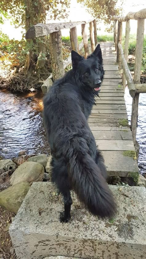 15 Dogs That Look Like German Shepherds Black German Shepherd, Yorkshire Terrier Puppies, Pretty Dogs, Pretty Animals, Wolf Dog, Shepherd Dogs, Cute Dogs And Puppies, Shepherd Puppies, German Shepherd Puppies