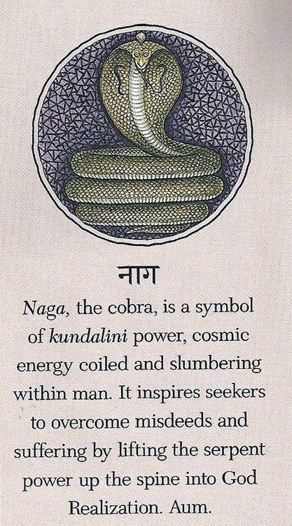 Naga, the cobra, is a symbol of kundalini power, cosmic energy coiled and slumbering within man. Kundalini Awakening, Cosmic Energy, Ancient Knowledge, Les Chakras, Kundalini Yoga, Chakra Meditation, A Symbol, A Snake, Reiki Healing