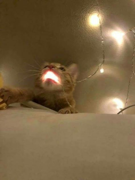 Right before he shoots out a lazer! Milk Funny Photo, Cute Cat Photos Funny, Funny Cat Photos Hilarious, Cat Holding Phone, Nate Core, Pinterest Cat, Meme Chat, Silly Kitty, Silly Kitties