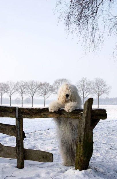 English Sheepdog, Old English Sheepdog, Must Love Dogs, Cute Critters, Animal Pics, Animal Friends, Cute Pets, Amazing Animals, Old English