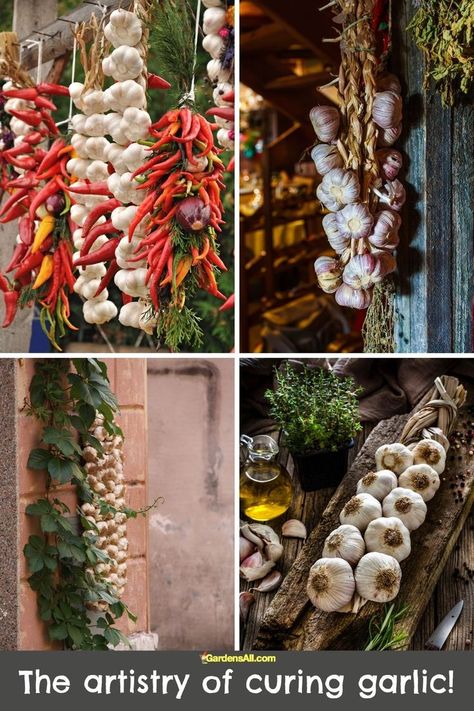 The artistry of curing garlic Hanging Garlic In Kitchen, Hanging Garlic, Garlic Hanging, Drying Garlic, Influencer Dinner, Curing Garlic, How To Store Garlic, Hanging Herbs, Garlic Uses