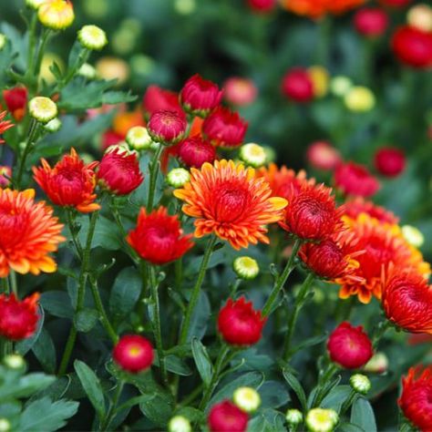 Hardy Mums, Planting Mums, Fall Container Gardens, Aesthetic Types, Fall Mums, Planting Tips, Fall Containers, Fall Decorating Ideas, Mums Flowers