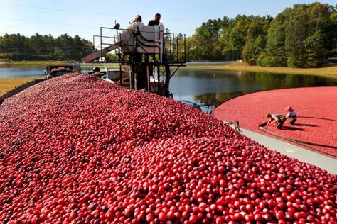 It’s cranberry season! If you’ve ever dreamed of slipping on some waders and stepping into a bog blanketed by burgundy berries, you’re in luck—here are five farms in Massachusetts and New Jersey where you visit a cranberry bog and learn about this uniquely American tradition this fall. Cranberry Farm, Cranberry Tea, Cranberry Bog, Harvest Celebration, Ocean Spray, World Trade, European Union, Travel Bucket, Rafting