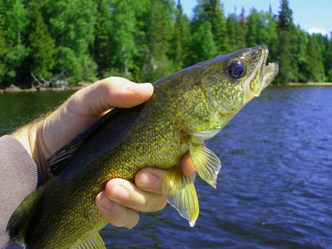 Walleye Fishing 101: How To Fish For Walleye Like A Pro Walleye Fishing Lures, Walleye Fishing Tips, Trip List, Crappie Fishing Tips, Carp Fishing Bait, Trophy Fish, How To Fish, Fishing 101, Walleye Fishing