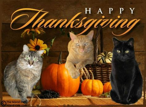 Happy Thanksgiving Blingee Cats | Happy Thanksgiving! – The Island Cats…Every Cat wants to ... Happy Thanksgiving Cat Images, Free Thanksgiving Pictures, Cat Thanksgiving Funny, Happy Thanksgiving With Cats, Thanksgiving Cats Pictures, Happy Thanksgiving Images Cute, Happy Thanksgiving Pics, Thanksgiving Pictures Image, Cats Thanksgiving