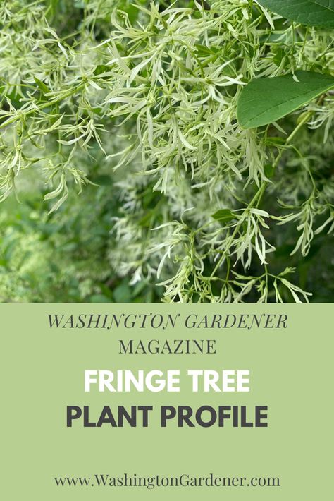 American Fringe Tree, Fringe Tree Landscaping, Missouri Gardening, Drooping Flowers, Fringe Tree, Native Landscaping, Native Grasses, Organic Living, Common Names