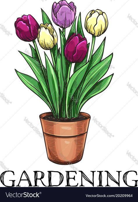 Flower Pot Sketch, Tulips In A Pot, Pot Sketch, Pot Drawing, Fresh Tulips, Tulips In Vase, Garden Flowers, Flower Pot, Floral Patterns