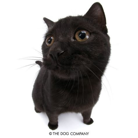 The Dog Company, Cats Png, Kitten Formula, Cat Company, Ugly Cat, Kitten Food, Cats Pictures, Kitten Care, Silly Cats Pictures