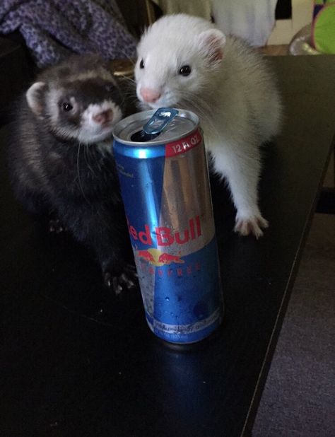 Baby boys Baby Ferrets, Funny Ferrets, Pet Ferret, Cute Ferrets, Cute Rats, Silly Cats Pictures, Trash Panda, Silly Animals, Online Group