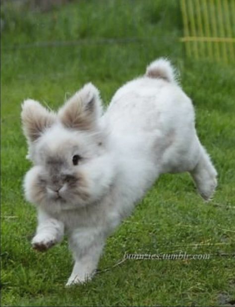 Funny bunny, Lionhead hopping. Frizzell Chickens, Bunny Lionhead, Bunny Cutest, Bunny Hopping, Rabbits Cute, Lionhead Bunny, Fluffy Bunnies, Pet Bunny Rabbits, Cute Bunny Rabbit