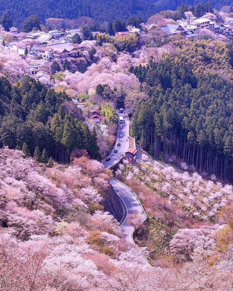 What's your favorite sakura spot in Japan? Here's a new idea - drive through a forest of #sakura in Mt. Yoshino, Nara like… All About Japan, Japan Sakura, Peaceful Mind, Japan Vacation, Drive Through, Visit Japan, Male Figure, Japan Art, Nature Aesthetic