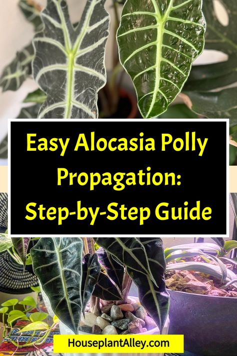 Easy Alocasia Polly propagation guide with images of the plant and clear instructions. Propagating Alocasia, Alocasia Polly, Plant Parenthood, Alocasia Plant, Zz Plant, Rubber Plant, Money Plant, Soil Layers, Beautiful Plants