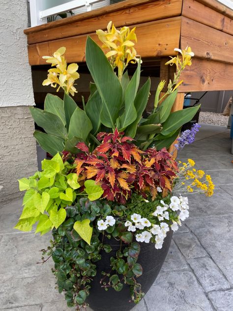 Yellow Canna Lily Container Pots, Canna Lily Container, Canna Lily Container Pots, Planter Ideas Outdoor, Yellow Canna Lily, Canna Lillies, Cana Lily, Canna Lilies, Canna Lily