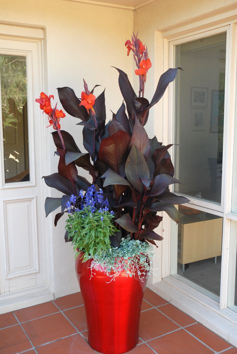 All sizes | Tropicanna Black canna container garden, red metallic pot | Flickr - Photo Sharing! Mixed Flower Pots, Canna Lillies, Canna Lilly, Gardening Therapy, Summer Containers, Container Planting, Summer Bulbs, Canna Lily, Container Garden Design