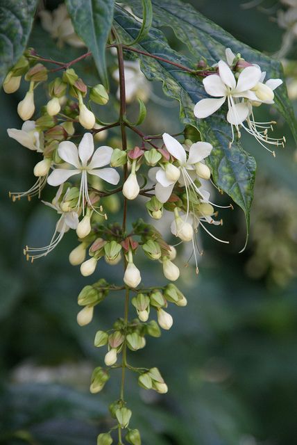 * Nodding Clerodendron, Clerodendrum Wallichii, Finding Neverland, Woodland Flowers, Spring Blossoms, White Garden, White Gardens, Beautiful Blooms, Love Flowers